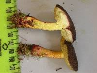 Image result for Xerocomellus diffractus