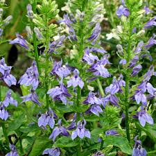 Image result for Lobelia pteropoda