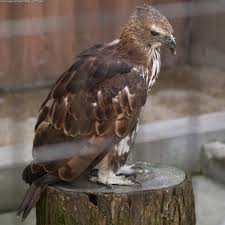 Maybe you would like to learn more about one of these? Burung Pemangsa Wikipedia Bahasa Indonesia Ensiklopedia Bebas