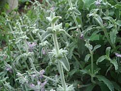 Image result for Stachys pseudonigricans