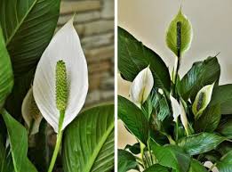 Elegant yellow and green colour door flower decoration for hanging toran tapestry. 10 Plants That Attract Good Luck Prosperity And Fortune Lucky Plants