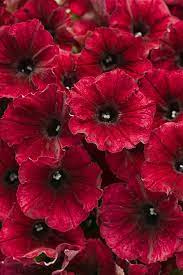 Petunias A Guide To Planting Growing Petunia Flowers Garden Design