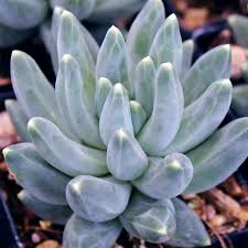 See more ideas about cactus, cacti and succulents, planting succulents. Pachyphytum Compactum Little Jewel Mcg