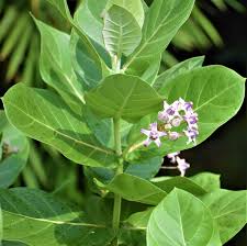 Image result for Calotropis gigantea