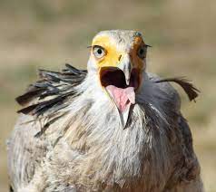 secretary bird kusu