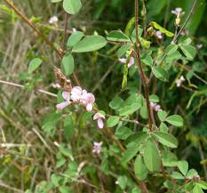 Image result for Grona ramosissima