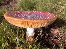 Fliegenpilz Im Garten Fliegenpilz Pilze Fliegen