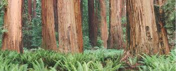 Check spelling or type a new query. Download Hd Monday Redwood Forest Wallpaper Mac Transparent Png Image Nicepng Com