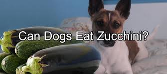 Served with rice, beans, and sour cream on the side. Can Dogs Eat Zucchini Pethority Dogs
