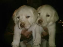Check spelling or type a new query. Yellow Lab Puppies For Sale In Melbourne Florida Classified Americanlisted Com