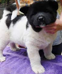 Akc registered lab puppies, championship bloodlines, some have nine hall of famers in their bloodline. Lab Puppies For Sale In Raleigh Nc The Y Guide