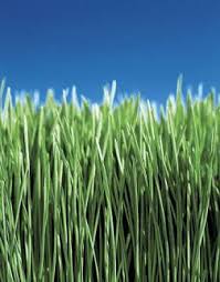 Beside this, what ph does zoysia grass need? Dethatching Your Zoysia Lawn The Zoysia Farm Nurseries Blog