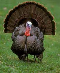 Male wild turkeys display for females by puffing out their. Wild Turkey Wikipedia