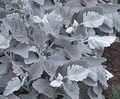 Dusty Miller Plant Care Types And Growing Tips Dusty Miller Annual Plants Plants