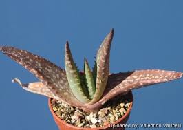 Image result for Aloe wollastonii