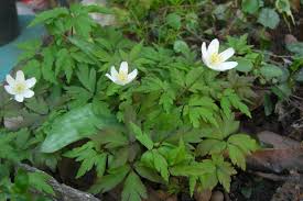 Nettari di frutti di bosco e confetture extra dal 1999. Anemone Nemorosa Anemone Dei Boschi Nel Giardino Di Rosita