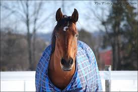 Weather Or Not A No Nonsense Guide To Blanketing