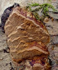 Image result for Phellinus rimosus