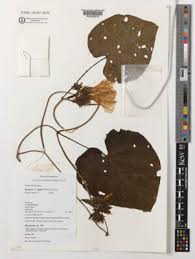 Image result for Ipomoea wightii