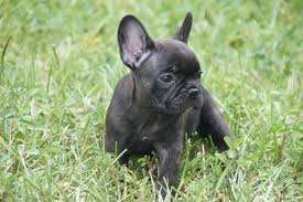 Yet, they refused to refund our money because they claim its all curable! French Bulldog Puppies For Sale West Palm Beach Fl 300155