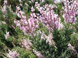 Image result for Monothecium