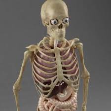 Since i might miss an organ if i tried to list them i'd say that if the female body has two more than the. Internal Organs Of The Male Reproductive System 3d Models Stlfinder