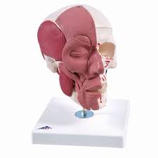 This article looks at female body parts and their functions, and it provides an interactive diagram. 3b Human Skull W Facial Muscles 3 Parts Skulls Skeletal System Human Anatomy Biology