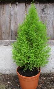 We did not find results for: Lemon Cypress Tree Care Potted Trees Lemon Cypress Cypress Trees