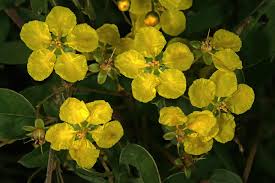 Image result for Sphedamnocarpus pruriens