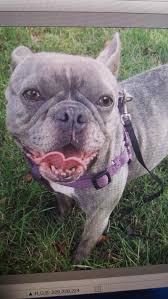 Normally, our team will track the evaluation of customers on relevant. French Bulldog Puppy Rescue Missouri Guide At Puppies Addlab Aalto Fi