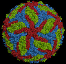 Viral mutations are a normal part of a virus's evolution and can alter the severity of the disease they cause. Zika Virus Like All Other Viruses Is Mutating