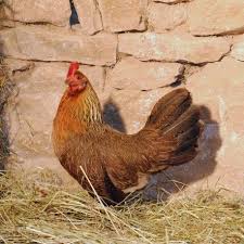 Poule Ardennaise Doree Decorative Et Excellente Pondeuse Originaire Des Ardennes Dans Le Nord De La France Cette Poule Pondeuse Pondeuse Poule Naine