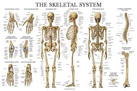 Cheap Skeletal System Parts Find Skeletal System Parts