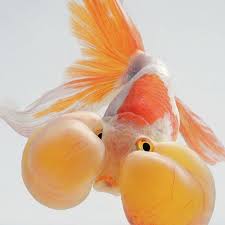 It Might Look Like This Little Guy Is Holding His Breath Underwater But The Puffy Cheek Pouches Of The Bubble Eye Goldfish Are Pet Fish Goldfish Aquarium Fish
