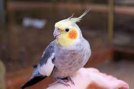 How To Take Care Of A Cockatiel Pet Birds Bird Care Cockatiel
