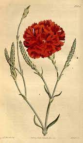 46348 Dianthus Caryophyllus L Var Imbricatus Curtis S Botanical Magazine Vol 39 T 1622 1814 Vintage Art Prints Dianthus Caryophyllus Flower Pictures
