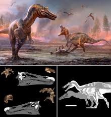 Image result for Dinophora
