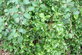 Eastern poison oak, or t. Poison Oak Pictures To Help You Id This Plant