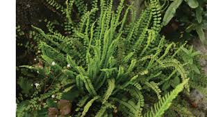 Image result for Asplenium