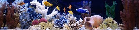 Find the latest fish and aquarium supplies at petsmart. Fish Supplies Fish Pond Aquarium Supplies Lambert Vet Supply