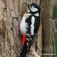 Die 30 Haufigsten Gartenvogel Steckbriefe Lbv Tiere Vogelwelt Tierbilder