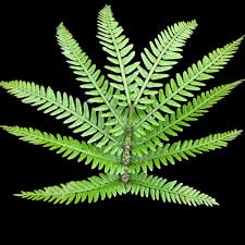 Image result for Ptisana