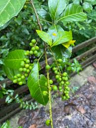 Image result for Allophylus ferrugineus