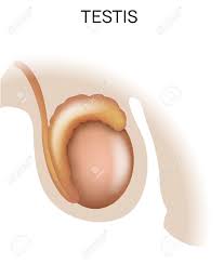 精巣は、男性の生殖器官。のイラスト素材・ベクター Image 41437360