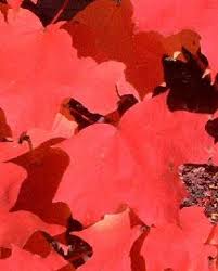 Check spelling or type a new query. Maple New World Encyclopedia