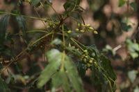 Image result for Brucea antidysenterica