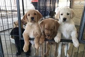 Golden retriever puppies for sale under 500 dollars. Pictures Of Golden Lab Puppies Cuteanimals