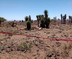 Hallan Cinco Cadaveres En Zacatecas Dos De Ellos En Fosa Clandestina Estados La Jornada