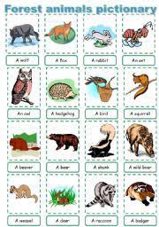 Forest Animal Pictionary Esl Worksheet By Maayyaa