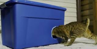 Then we made another wooden, insulated cat shelter, kind of like after the style of a dog house. How To Make A Cat Shelter In Preparation For The Cold Weather Crafts Tips And Crafts Cat Shelter Shelter Cats